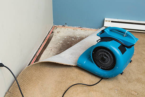 Best Flood damage cleanup  in Lake Sarasota, FL